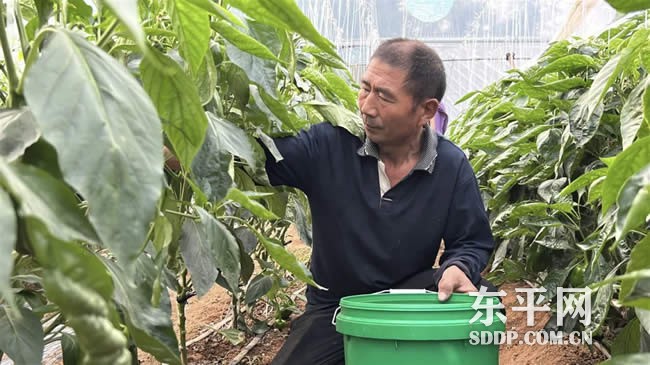 大羊镇许村辣椒适时延长采摘期