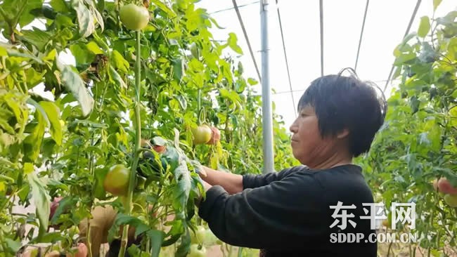 梯门镇虎山村种植户梁延青