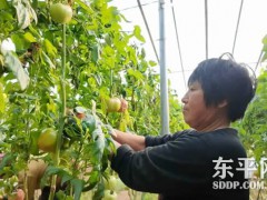 梁延青与西红柿结缘 坚守初心为品质